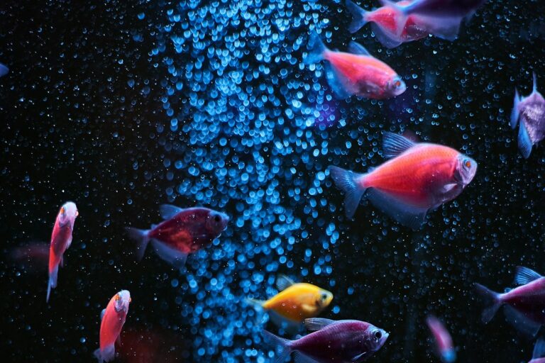 Aquarium Photoperiod Management and Siesta Lighting Schedules: Plant Carbon Fixation, Photosynthesis Rates, and Algae Suppression