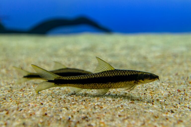 Celestial Pearl Danio (Danio margaritatus) Care Guide: Nano Aquascaping, Micro-Predation Feeding, and Spawning Mops