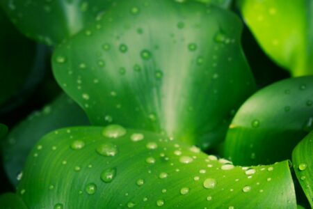 Cryptocoryne Melting Prevention and Recovery: Root Ball Adaptations, Light Transition Buffers, and Long-Term Substrate Nutrition