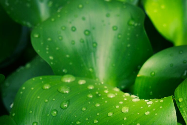 Cryptocoryne Melting Prevention and Recovery: Root Ball Adaptations, Light Transition Buffers, and Long-Term Substrate Nutrition