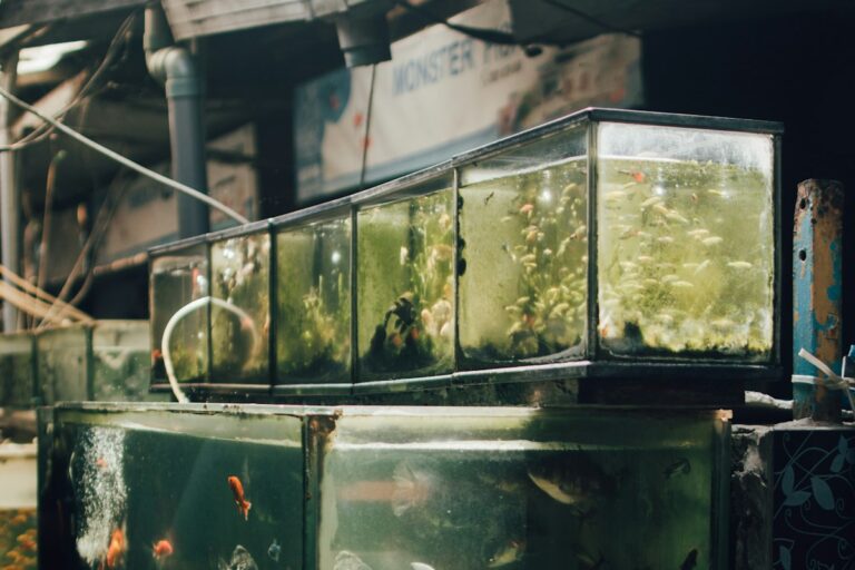 Freshwater Aquarium Detritus Worms vs Planaria: Identification, Nematode Control, and Gravel Vacuuming Best Practices