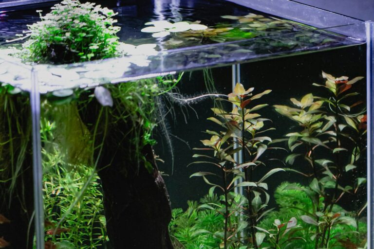 Dutch Style Aquascaping Design Blueprint: Plant Streets, Color Contrast Principles, and Strict Trimming Topography