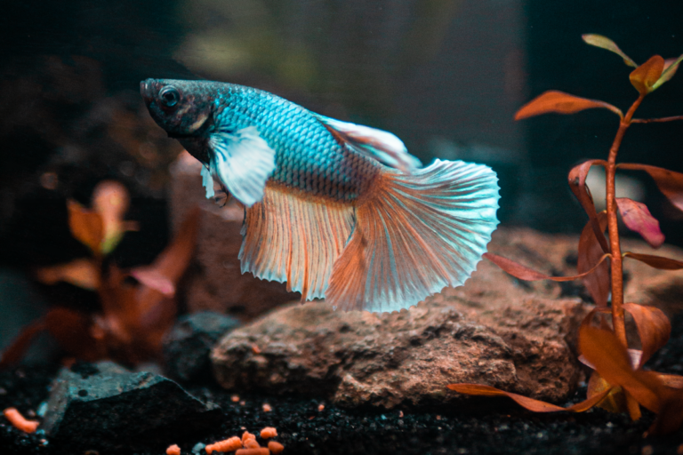 Fish Gill Flukes (Dactylogyrus) and Skin Parasites: Microscopic Identification, Praziquantel Dosing, and Secondary Infection Control