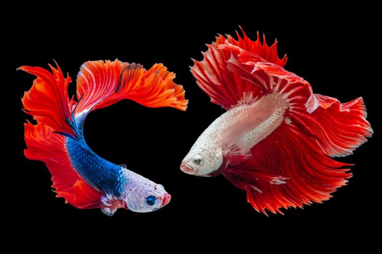Freshwater Fish Genetic Selection and Color Strains: Selective Breeding Lineage, Inbreeding Avoidance, and Phenotype Fixation