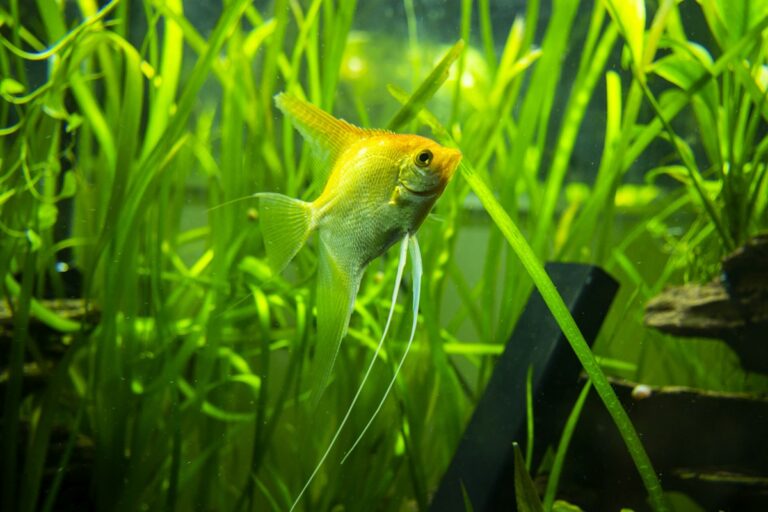 Green Dust Algae (GDA) Lifecycle and Eradication: Glass Scraping Timing, Spore Encystment, and Nutrient Balancing