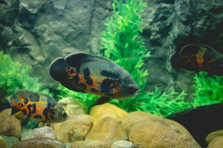 Hexamita and Hole-in-the-Head (HITH) Disease: Flagellate Parasite Pathology, Metronidazole Protocols, and Nutritional Deficiencies
