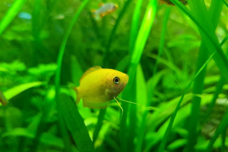 Honey Gourami (Trichogaster chuna) Species Profile: Peaceful Centerpiece Temperament, Bubble Nesting, and Labyrinth Organ Care