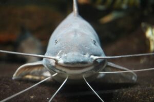 Kuhli Loach (Pangio semicincta) Husbandry and Nocturnal Ecology: Fine Sand Substrates, Social Tunneling, and Diet
