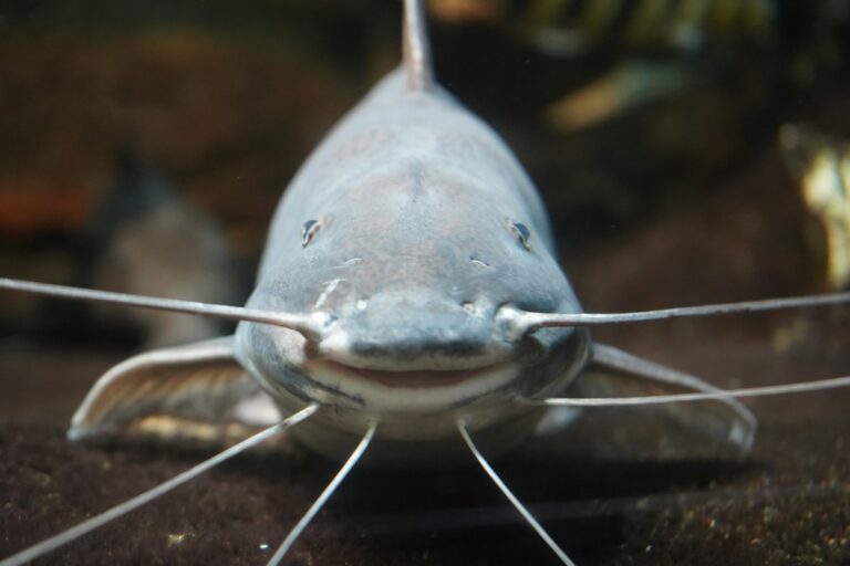 Kuhli Loach (Pangio semicincta) Husbandry and Nocturnal Ecology: Fine Sand Substrates, Social Tunneling, and Diet