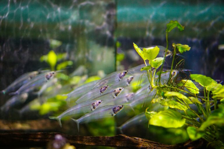 Otocinclus Catfish Care and Acclimation: Biofilm Grazing, Starvation Prevention, and Low-Current Water Conditions