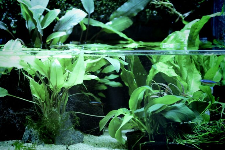 Planted Tank Substrate Layering Protocols: Combining Volcanic Mineral Bases, Nutrient Aquasoils, and Inert Sand Caps
