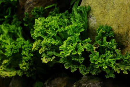 Staghorn Algae Elimination Strategy: Iron Chelate Management, Localized Glutaraldehyde Spotting, and Lighting Adjustments
