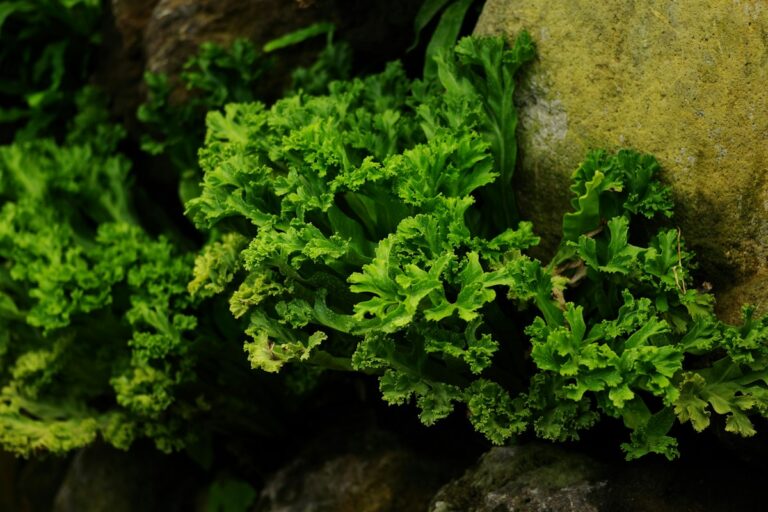 Staghorn Algae Elimination Strategy: Iron Chelate Management, Localized Glutaraldehyde Spotting, and Lighting Adjustments