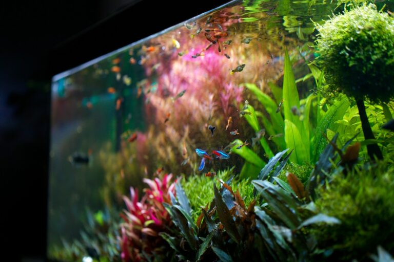 Walstad Method Natural Planted Tanks: Organic Potting Soil Chemistry, Low-Tech Mineral Balance, and Filterless Ecosystems