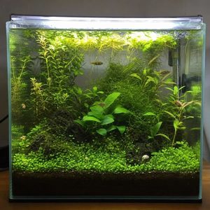 heavily planted freshwater nano aquarium for pygmy puffer fish