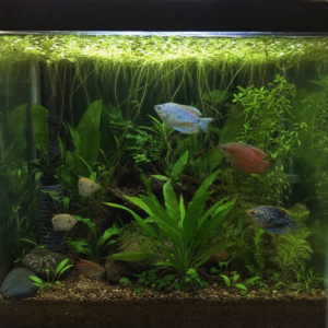 Gouramis Care Guide: Setup, Health and Feeding Tips - Freshwater Aquarium Illustration
