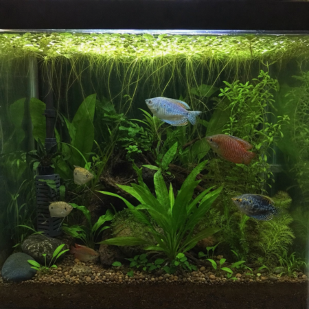 Gouramis Care Guide: Setup, Health and Feeding Tips - Freshwater Aquarium Illustration